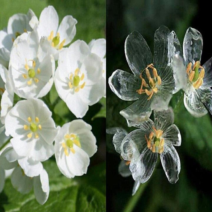 Skeleton Flowers Seeds