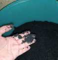 5KG Black sand for Aquarium, live plants, fish, freshwater tank and resin art or garden decoration. 