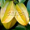 20 Seeds Star Fruit(Averrhoa carambola)Exotic Showy, Edible Very juicy fruits. bell-shaped, purple-red flowers. 
