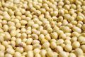 Naturewell Organic White Soya Bean (Whole)  (500 g). 
