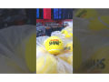 SUPER SHINE  ( 3 TENNIS BALLS  ). 