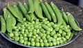 Kitchen Gardening Winter Vegetables Seeds 10 Packs. 