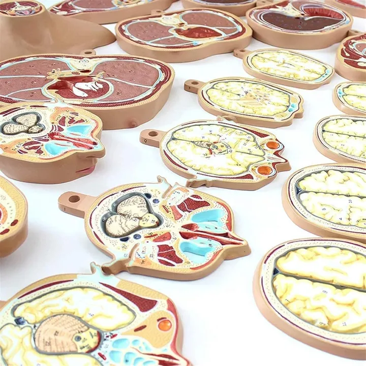 22%20Parts%20Horizontal%20Cut%20Transverse%20Model%20-%20Human%20Torso%20Anatomy%20Model%20-%20Human%20Body%20Section%20Anatomy%20Model%20%7C%20Cross%20Sectional%20Torso%20Anatomy%20-%20Image%204