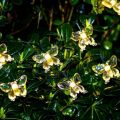 20 Butterfly LED Fairy Lights Battery Operated -Butterfly shape Led Lights for Room Decoration. 