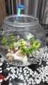Fishes Tank Aquatic Aquarium Home Decorative Fish Bowls Table(Large Size). 