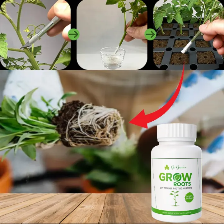 Best%20Rooting%20Hormone%20Powder%20for%20Plants%20%E2%80%93%20Root%20Starter%20for%20Cuttings%20of%20Rose,%20Hibiscus,%20Money%20Plant,%20Mint,%20Basil%20&%20Succulents%20%7C%20Fast%20Root%20Growth%20for%20Reliable%20Propagation%20in%20Soil%20or%20Water%20%E2%80%93%20Moji%20Mall%20-%20Image%202