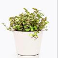 Turtle Vine (Callisia Repens Sedum) |Best for Seed Garden & Home Decoration|. 