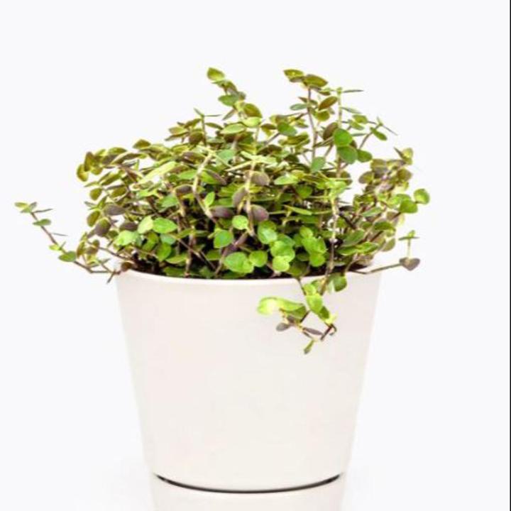 Turtle Vine (Callisia Repens Sedum) |Best for Seed Garden & Home Decoration|