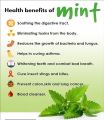 Organic Dry Mint Powder for 200 GM. 