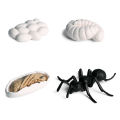 New Realitic Ant Growth Cycle Figurine et Kid imulated Animal Educational Toy. 