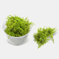 Java Moss Taxiphyllum Barbieri Aquarium Plant. 