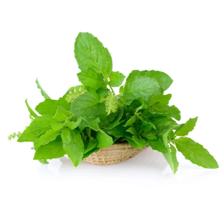 tulsi%20leaves%20,%20organic%20tulsi%20leaves%20in%20pakistan%2020g%20-%20Image%204