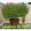 VANA TULSI as WILD TULSI Seeds From HIMALAYAS Lucky MEDICATION Plant With ANTI AGING WEIGHT LOSS HEALTHY HAIR ACNE SKIN PORES REDUCE URIC ACID CLEANSE KIDNEYS RELAX FROM STRESS REDUCE CHOLISTROL ULCERS MOUTH INFECTION INCREASE POSITIVE ENERGY BAD BREATH. 