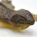 Realistic Rubber Lizard Crib Toys. 
