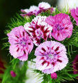 25+ Sweet William Flower Seeds - Home Gardening. 