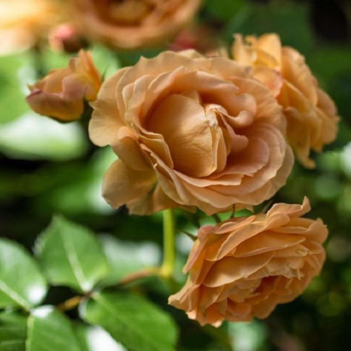 Dark Brown Rose Seeds | Daraz.pk