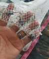 Cast Fishing Net 1 Yard  6 Number Thread ,Cast Net  with Sinker For Small And Big Fishing Game. 