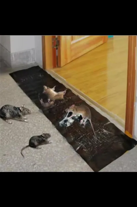 Rat Killing Magic Carpet 120 x 28cm Rodents Moles Trap Rat Mice Trap ...