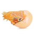 Nebula Supreme Deep Sea Animal Figures Rust-proof Educational Learning Toy Nautilus. 