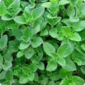 Oregano Herb Seeds Home Kitchen Gardening Seeds. 