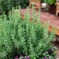 Rosemary Seeds F1 Hybrid. Best Quality, High Germination Rate. 