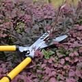 Hedge Shear - Telescopic Hedge Shears Extendable Up to 36 inches - Garden Trimmers and Pruners. 