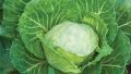 Green Cabbage (Band Gobhi/Gobi) Winter Vegetable Seeds Home Kitchen Gardening. 