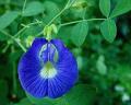 Butterfly pea flower seeds (CREEPER) BY HK DEALER. 