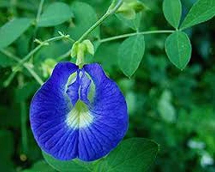 Butterfly pea flower seeds (CREEPER) BY HK DEALER