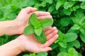 Original and Fresh Spearmint mint plant In Small Pot (Pack of 3 Plants). 