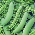 Peas matr seed for kitchen gardening. 