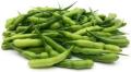 Radish pod seeds -mongra-F1-VEGETABLE SEEDS HYBRID BY HK DEALER. 