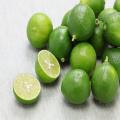 Citrus Key Lime Fruit Tree Seeds. 