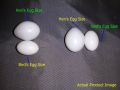 (9 or 18 Pcs) Artificial Plastic Eggs - Dummy eggs of Bird - Bird's Egg Size Plastic Hollow Shell. 