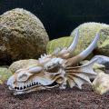 1 1Pc Dinosaur Skull Shaped Adornment Artificial Decor Resin Skull Model Fish Tank Decor Chic Craft For Aquarium Fish Tank. 