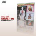 Human Heart and The Blood Circulation System Wall Chart | HD picture Presentation on 200 grams Laminated card 23*36 inches. 