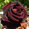 Red Velvet Rose Flower Seeds. 