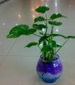 60000 Sixty Thousand Pearl Shaped Hydro-Gel Crystal Soil Water Beads Bio Gel Mud Grow Magic Jelly Balls Orbiz For Flower Wedding Home Decor. 