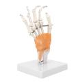 Human Wrist Joint Model | Hand Joint with Ligaments |  Anatomy Teaching Model. 