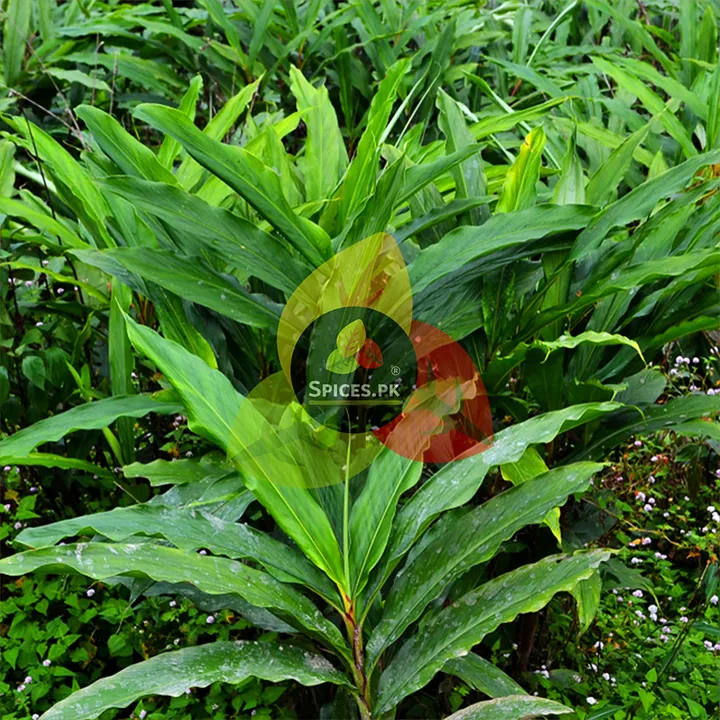 Premium%20Organic%20Brown%20Cardamom%20(Bari%20Elaichi)%20%E2%80%93%20100%25%20Pure%20Big%20Cardamom%20%E2%80%93%2040g%20(Hand-Sorted%20&%20Filtered)%20-%20Image%207