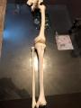 Human Lower Limb Loose Bones Set | Adult | Large Size | PVC. 