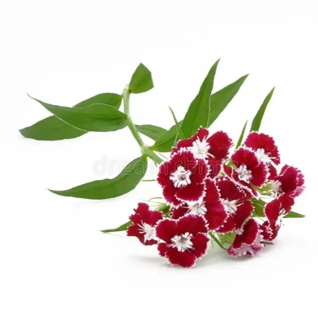 25+%20Sweet%20William%20Flower%20Seeds%20-%20Home%20Gardening%20-%20Image%204