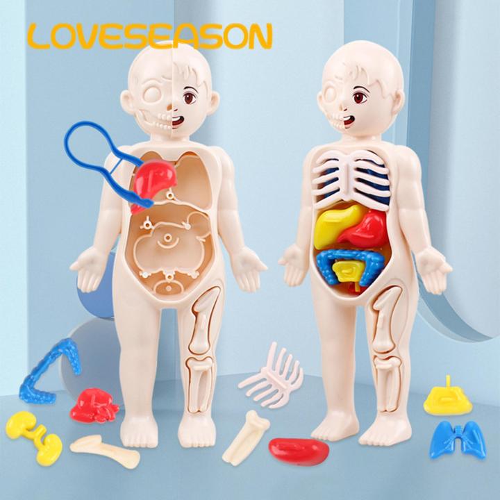Diy Human Organ Model Interactive Human Body Model Kit Educational Diy Toy with 11 Analysis Cards Ideal for Students Accessories Included Hands-on Anatomy Learning Kit
