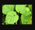 Giloy Plant |Best for Seed Garden & Home Decoration|. 