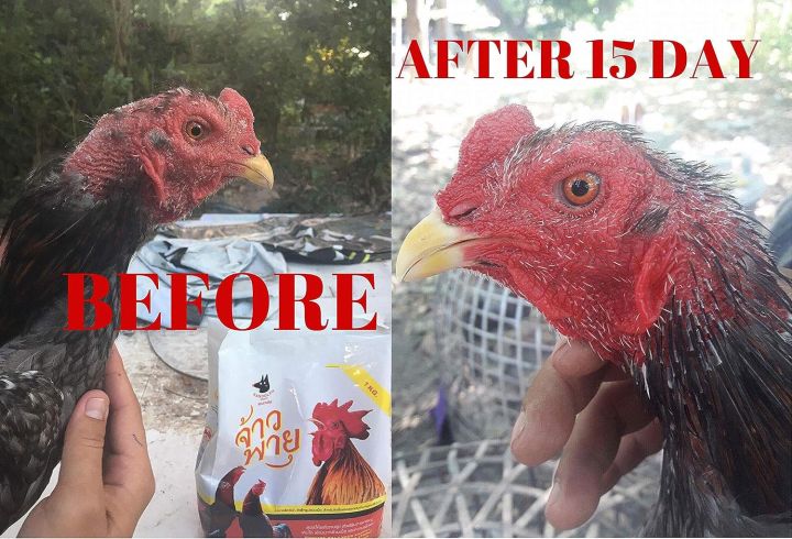 Vitamins%20Health%20Supplement%20Food%20Rooster%20Booster%20Fighting,%20Chicken%20Increasing%20Energy,%20Stronger%20&%20More%20Power%20Body%20Big%20Muscle%20500%20g%20Hen%20Food,%20Pet%20Bird%20Poultry%20Feed%20Fighting%20Gamecocks%20-%20Image%203