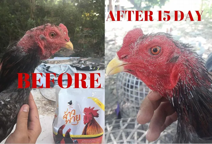 Vitamins%20Health%20Supplement%20Food%20Rooster%20Booster%20Fighting,%20Chicken%20Increasing%20Energy,%20Stronger%20&%20More%20Power%20Body%20Big%20Muscle%20500%20g%20Hen%20Food,%20Pet%20Bird%20Poultry%20Feed%20Fighting%20Gamecocks%20-%20Image%203