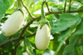 20+ F1 Hybrid White Eggplant, Baingan, Brinjal - Kitchen Gardening Vegetable Seeds. 