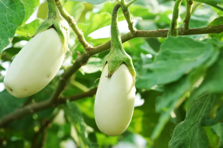20+%20F1%20Hybrid%20White%20Eggplant,%20Baingan,%20Brinjal%20-%20Kitchen%20Gardening%20Vegetable%20Seeds%20-%20Image%206