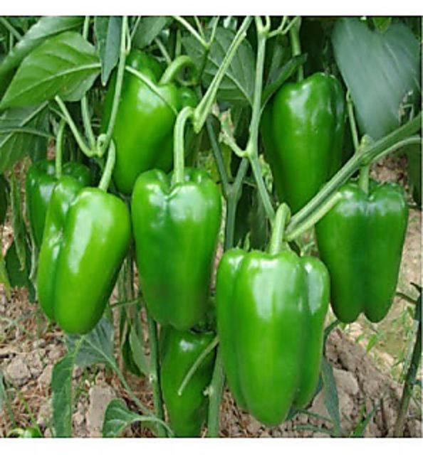 Vegetable Seeds Capsicum (Shimla Mirch) Seed