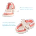 Dental Study Model | Dental Child Teeth Teaching Model | Typodont Demonstration Compatible with Teaching Studying Small Size. 